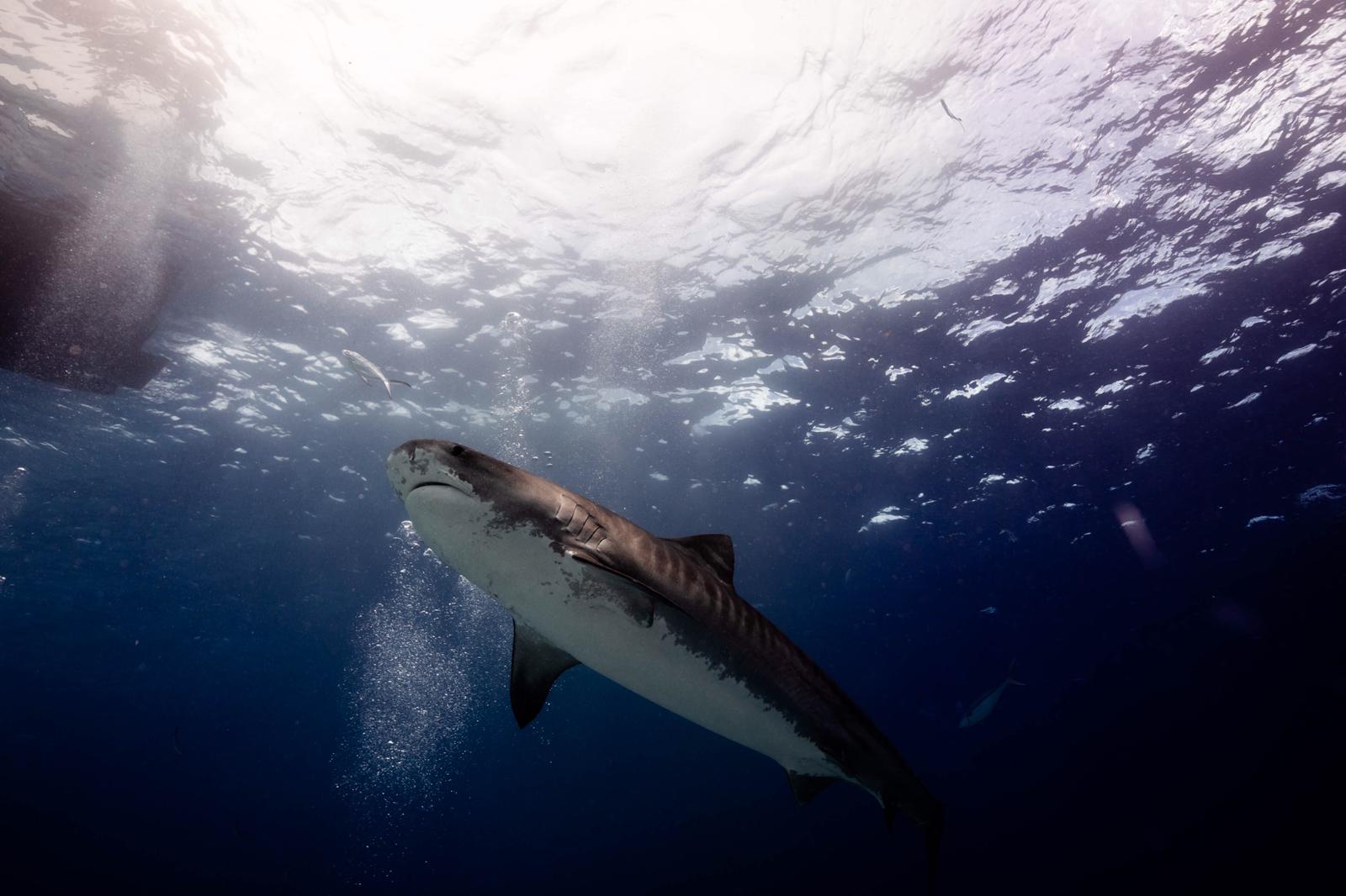 Shark Island Dive